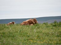 10.06.2016 - Kirkwall
